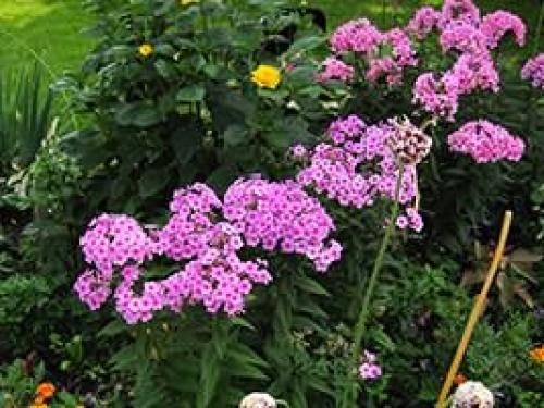 Когда пересаживать флоксы весной. Пересадка флоксов. Когда пересаживать флоксы.