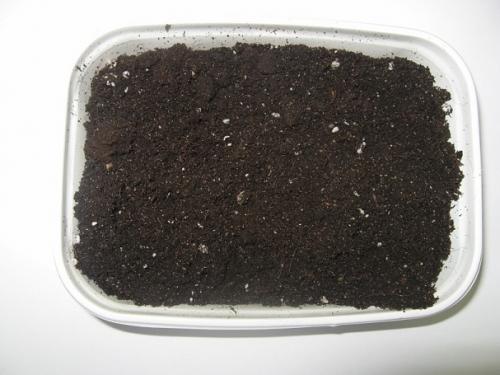 Глоксиния гибридная выращивание из семян. Профессиональное выращивание глоксинии из семян в домашних условиях. Фото-инструкция