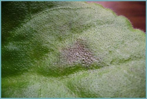 Почему молочай беложилковый сбрасывает листья. Болезни