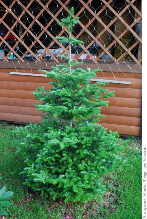 Пихта корейская - мой хвойный фаворит