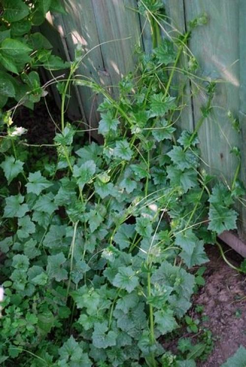 Лианы для Сибири. Бриония. Выращиваем лианы в Сибири