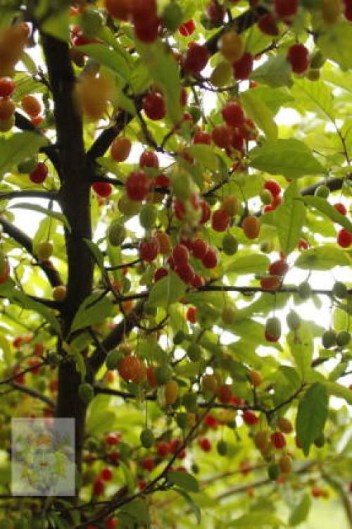 Лучшие сорта гуми. Секреты хорошего урожая гуми