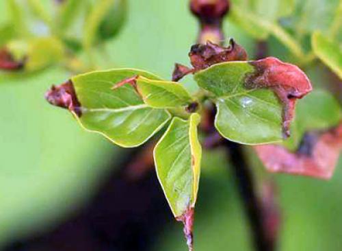 Бактериоз сирени. Болезни и вредители сирени