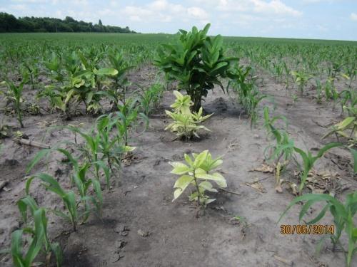 Как избавиться от ваточника сирийского. Как бороться с ваточником сирийским?