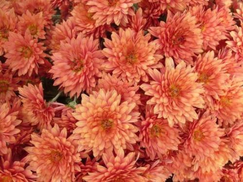 Сорта хризантем крупноцветковых. Корейские хризантемы, сорта и их описание