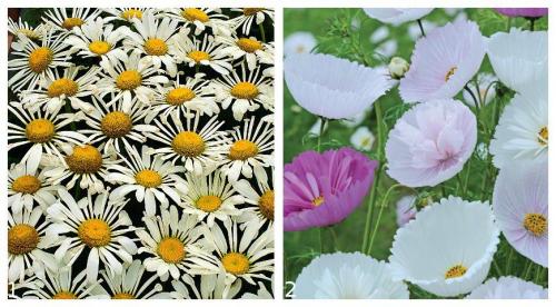 Садовые цветы новинки. Обзор новинок цветов на 2019 год