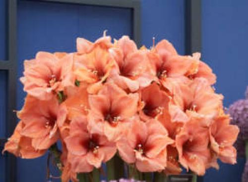 Гиппеаструм после цветения: правила ухода за цветком