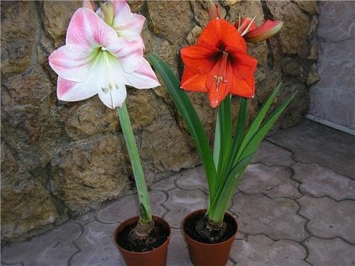 Как рассадить гиппеаструм. Когда и как пересаживать гиппеаструм?