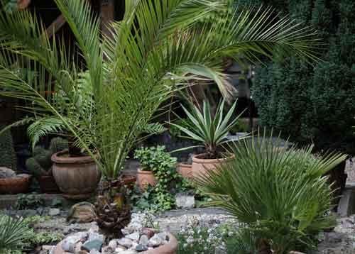 Ховея и хамедорея. Комнатные пальмы