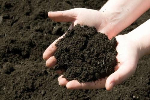 Ратибида в цветнике. Необыкновенная ратибида колоновидная на дачном участке