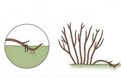 Как вырастить лавр на даче. Способы посадки лавра на даче