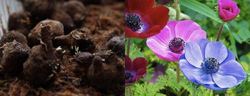 Anemone coronaria. Анемона корончатая: особенности посадки клубней