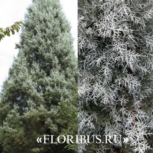 Кипарис Голдкрест Вилма в открытом грунте. Купрессус голд вилма, голдкрест и микрокарпа