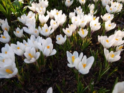 Крокусы и как они размножаются. Крокусы: выращивание и размножение