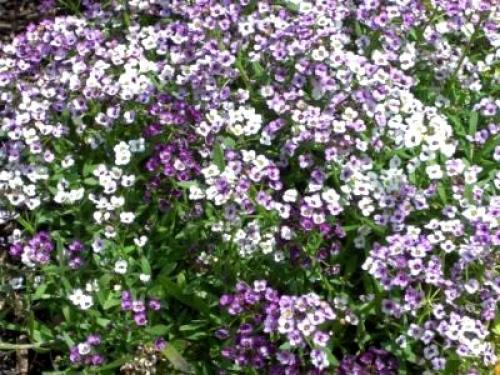 Лобулярия морская. Сорта и виды