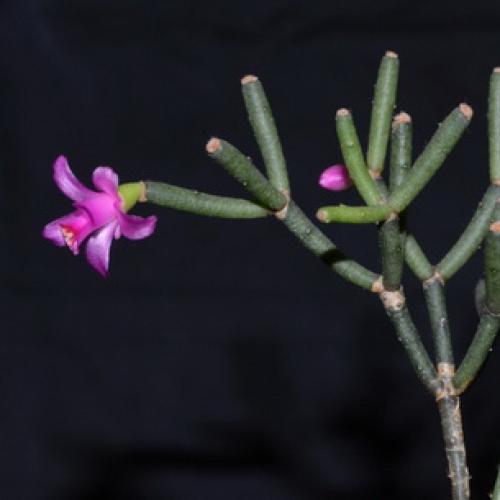 Хатиора розовая. Виды хатиоры и фото комнатного цветка в период цветения