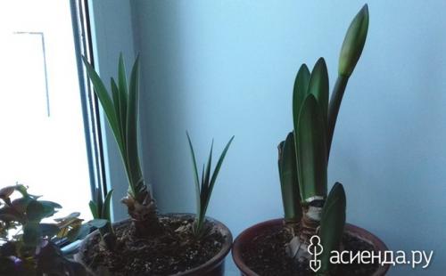 Как разбудить гиппеаструм. «Проснулся от спячки» гиппеаструм и растет «не по дням, а по часам»