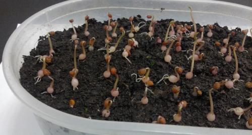 Выращивание цикламена в домашних условиях. Размножение семенами