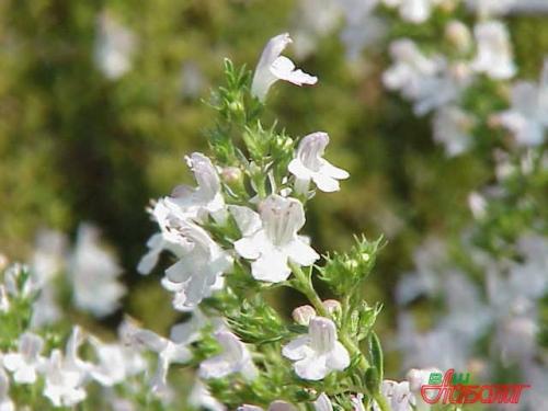 Чабер перечный аромат. 