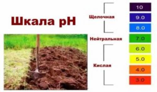 Гуайява в доме. Экзотическое растение гуава: как вырастить в домашних условиях, полезные свойства