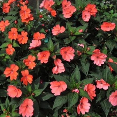 Бальзамин на клумбе. Садовый бальзамин – яркие красочные клумбы: особенности выращивания и ухода