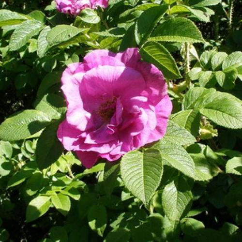 Шиповник морщинистый кустарник. Шиповник садовый морщинистый: фото и описание сортов