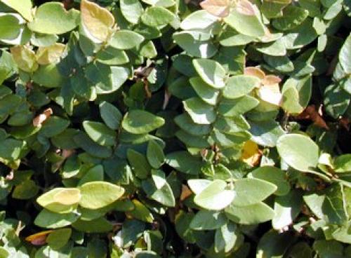 Растет ли фикус в тени. Фикус в доме – к богатству!