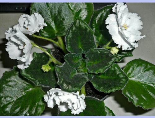 Почему у фиалки очень плотная розетка. Причины загущения центра розетки