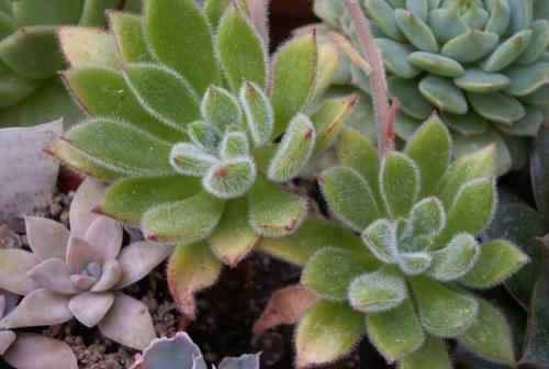 Эхеверия миранда. Виды эхеверий для комнатного цветоводства
