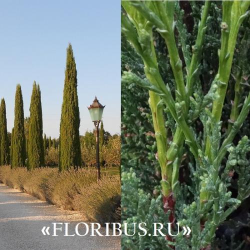 Кипарис Голдкрест Вилма в открытом грунте. Купрессус голд вилма, голдкрест и микрокарпа