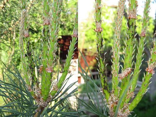 Почему желтеет кедр. Почему желтеет хвоя