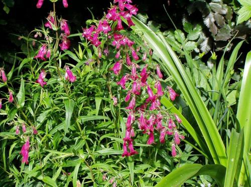 Пенстемон Хаскер Ред описание. Ботаническое описание