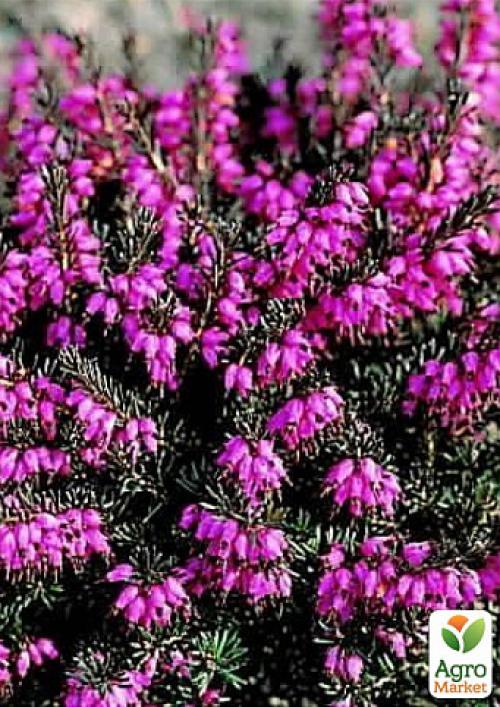 Эрика травянистая "Крамерс Роут" (Kramer`s Rote) P11 1 саженец в упаковке