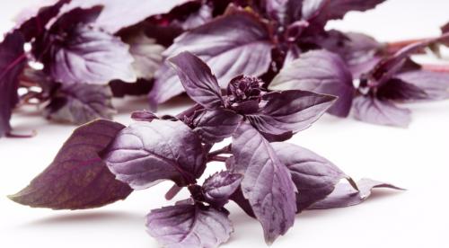 Чабер розмарин. Как правильно использовать пряные травы