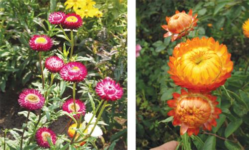 Сухоцвет гелихризум