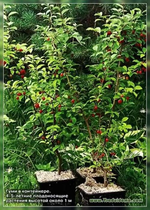 Где лучше посадить гуми. ВЫРАЩВАНИЕ ГУМИ НА СЕВЕРО-ЗАПАДЕ – ПОСАДКА И УХОД