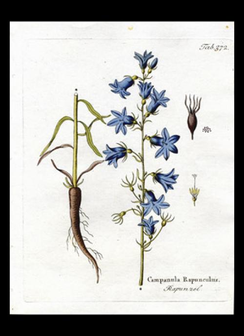 Колокольчик рапунцель съедобный. 