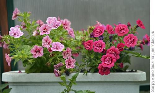 Калибрахоа лучшие сорта. Махровая калибрахоа