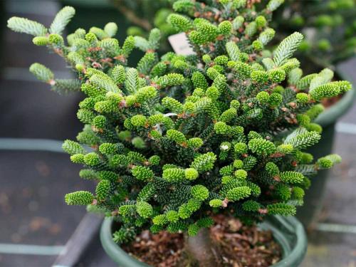 Пихта благородная. Ботаническое описание