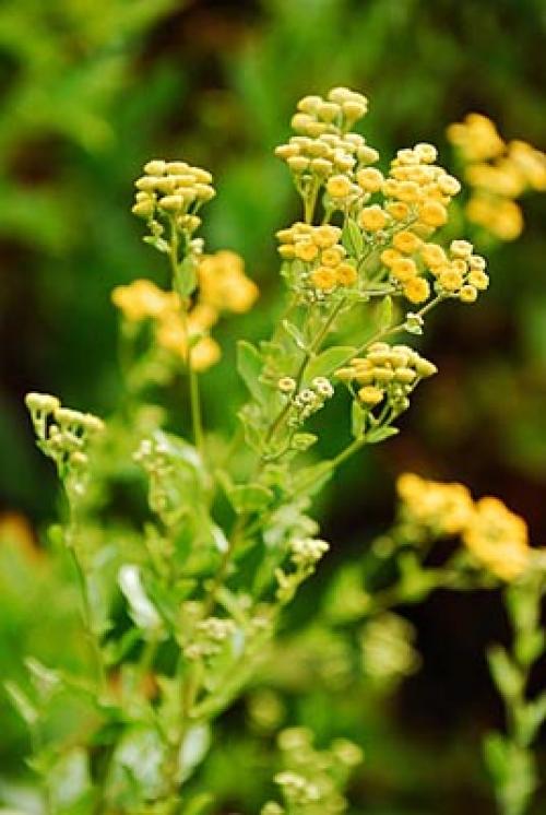 Трава Девы Марии. Калуфер - ароматная закладка для «Вечной книги»