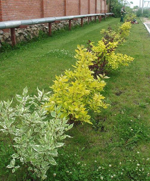 Пестролистные кустарники. Как вырастить дерен пестролистный на дачном участке