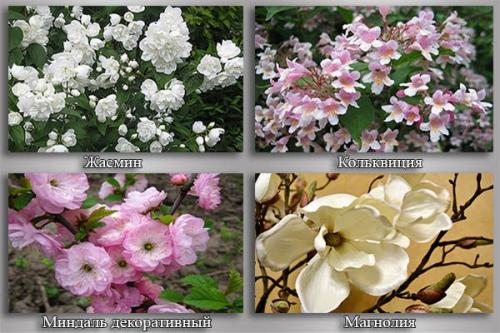Цветущие кустарники многолетники. Цветущие кустарники
