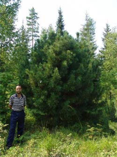 Через сколько лет плодоносит кедр в саду. Как самому вырастить кедр