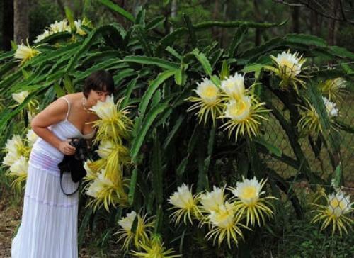 Антракноз эпифиллума. Описание Эпифиллума