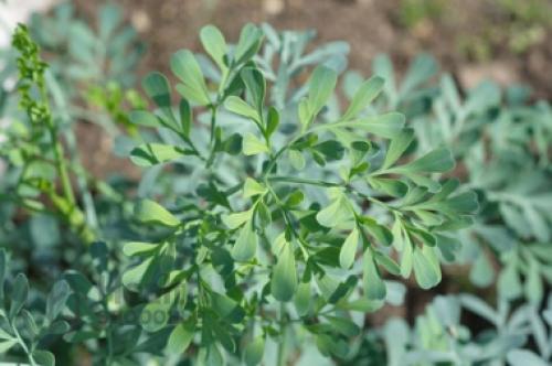 Рута польза. Рута душистая (Ruta graveolens L.)