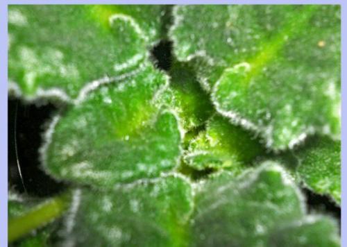 Почему у фиалки очень плотная розетка. Причины загущения центра розетки