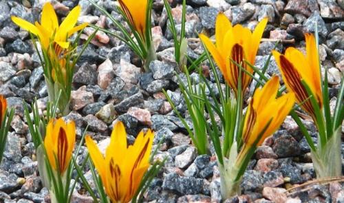 Когда цветут крокусы. Весенние крокусы — описание и виды