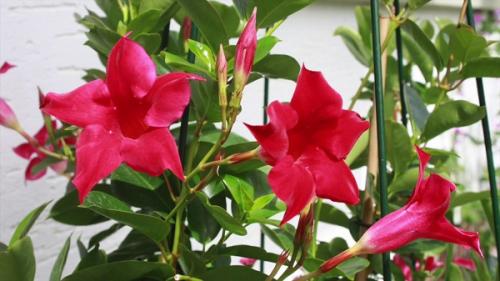 Дипладения чернеют листья. Почему у дипладении желтеют и опадают листья — что делать