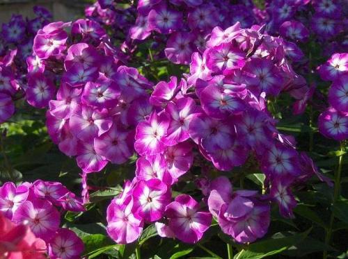 Обрезка флоксов весной. Как правильно обрезать флоксы после цветения – практическое руководство для новичков