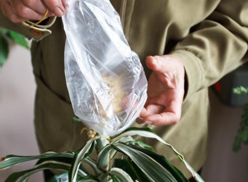 Как обрезать драцену душистую. Драцена: как обрезать ствол